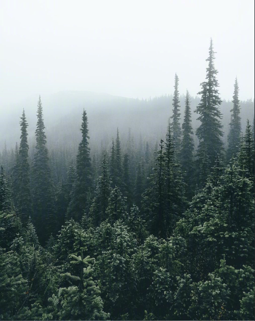 绿色森林图片 暮色森林风景图片