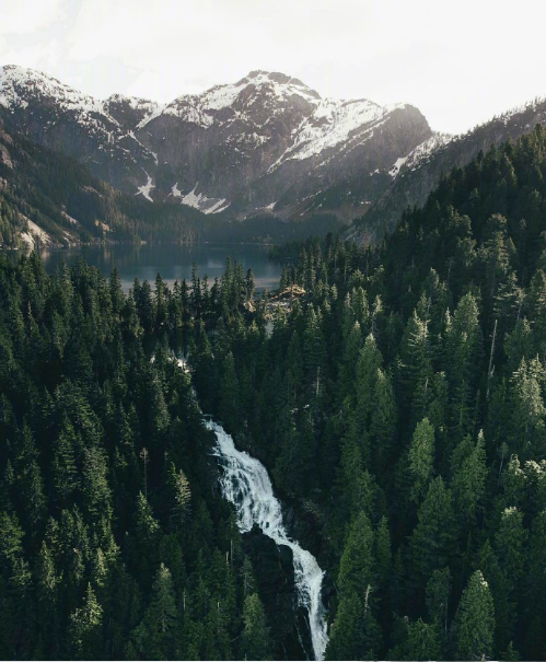 绿色森林图片 暮色森林风景图片