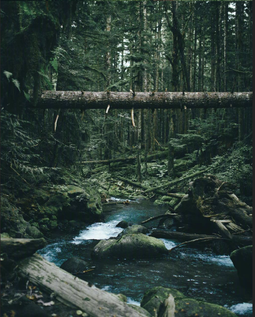 绿色森林图片 暮色森林风景图片