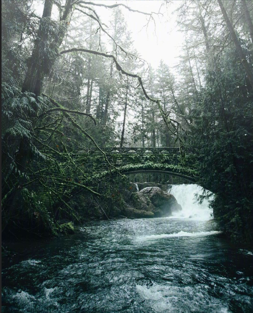 绿色森林图片 暮色森林风景图片