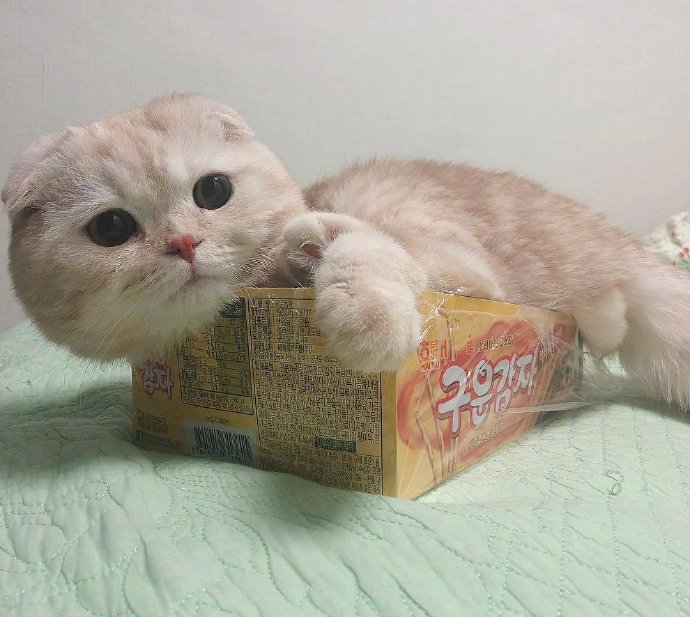 可爱猫咪头像图片 宠物猫咪图片