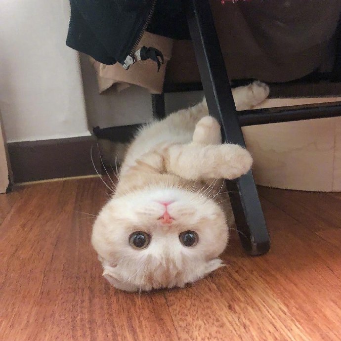 可爱猫咪头像图片 宠物猫咪图片