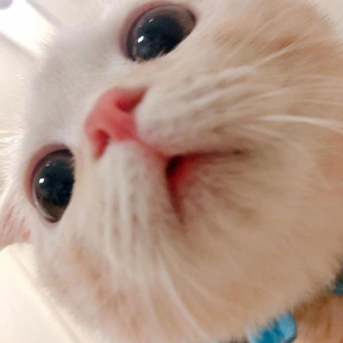 可爱猫咪头像图片 宠物猫咪图片