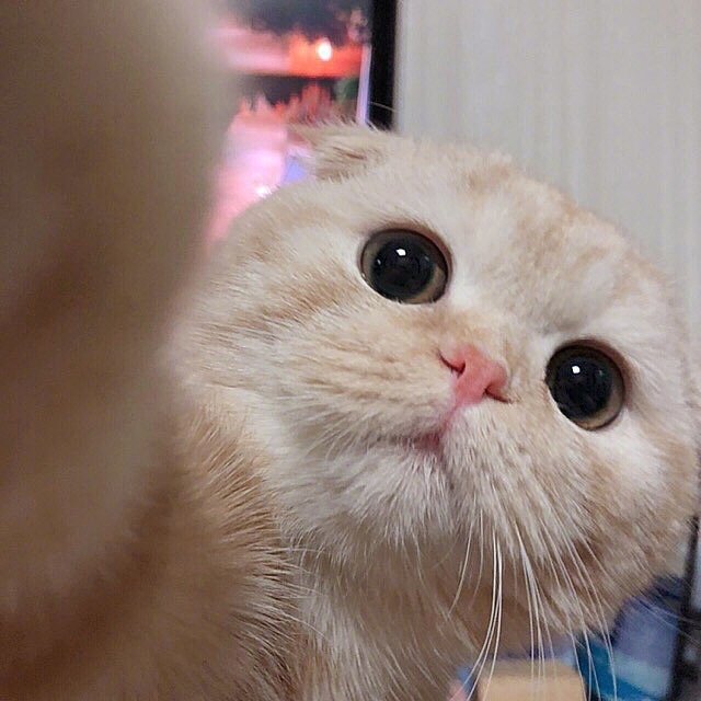 可爱猫咪头像图片 宠物猫咪图片
