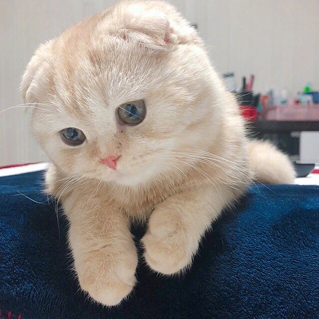 可爱猫咪头像图片 宠物猫咪图片