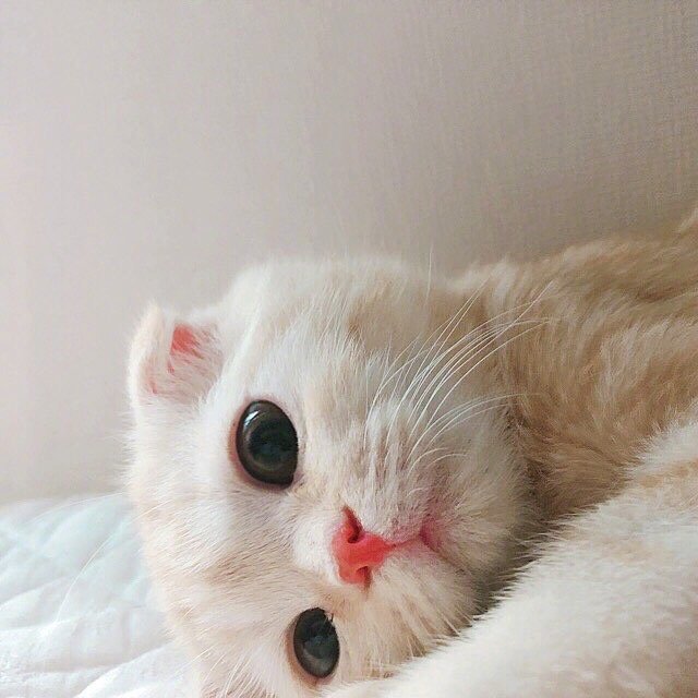 可爱猫咪头像图片 宠物猫咪图片