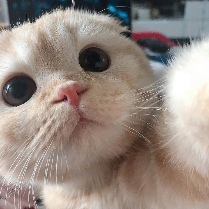 可爱猫咪头像图片 宠物猫咪图片