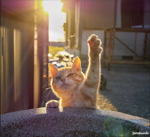 猫岛可爱小猫图片 喵星人说我要上天呀