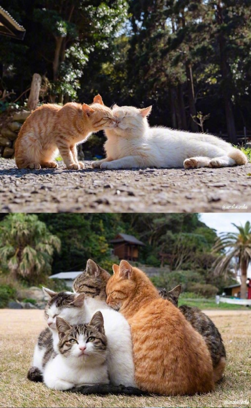 猫岛可爱小猫图片 喵星人说我要上天呀