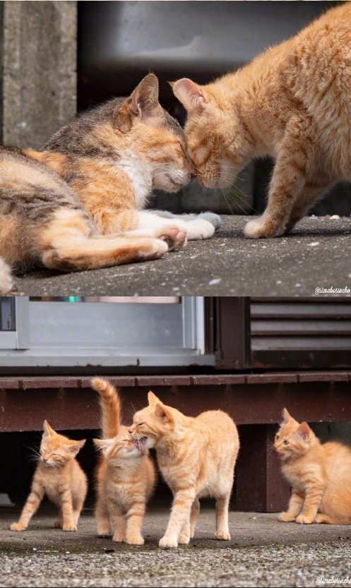 猫岛可爱小猫图片 喵星人说我要上天呀