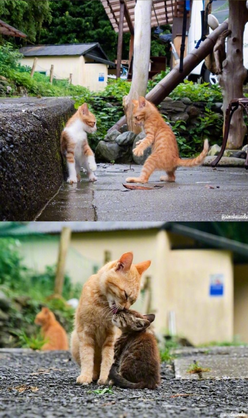 猫岛可爱小猫图片 喵星人说我要上天呀