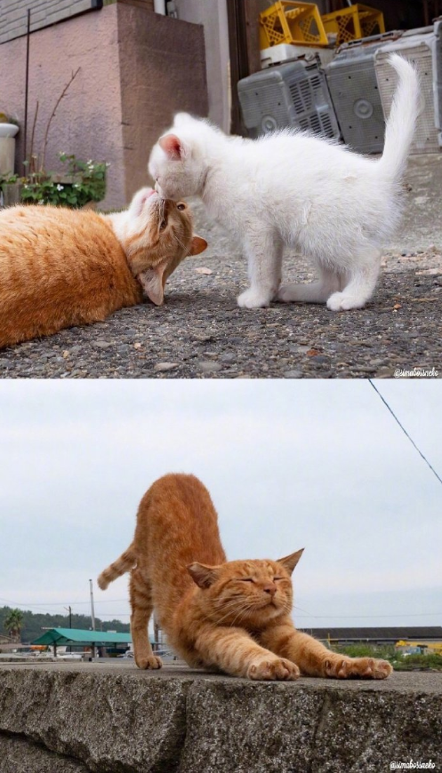 猫岛可爱小猫图片 喵星人说我要上天呀