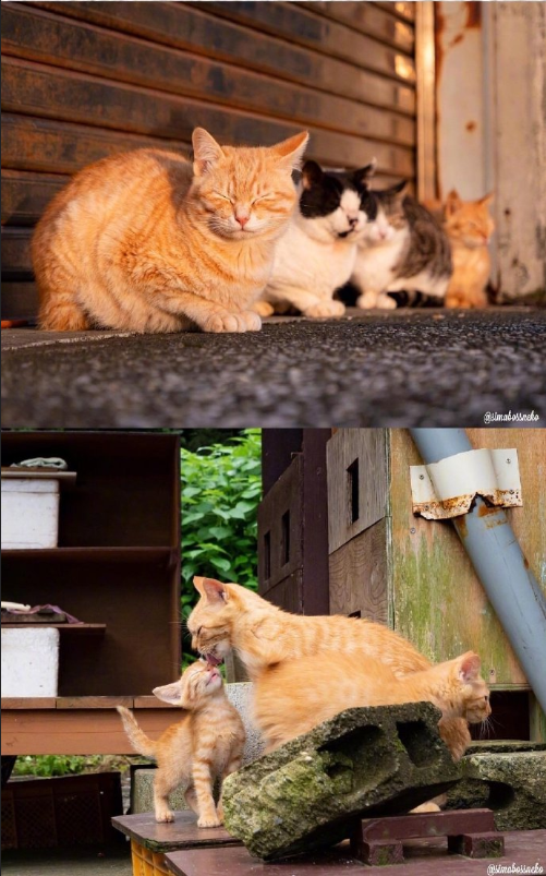 猫岛可爱小猫图片 喵星人说我要上天呀