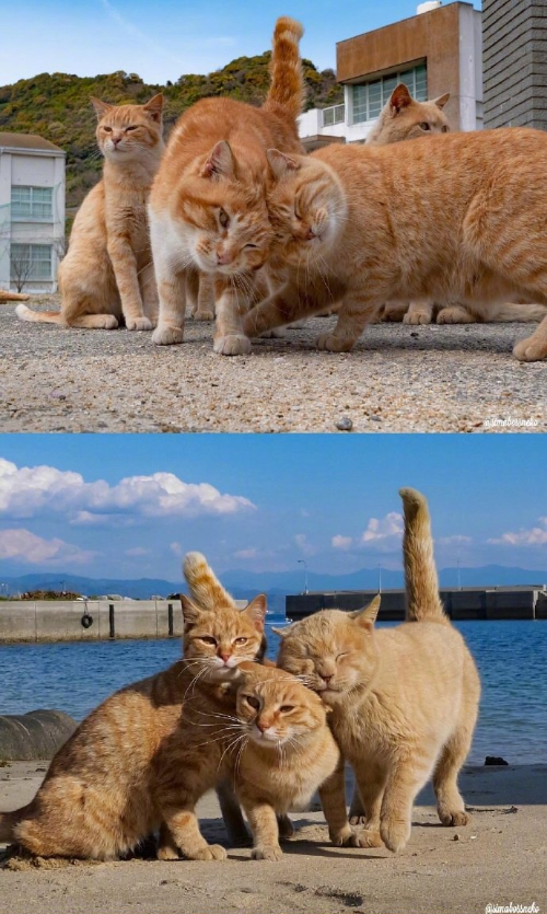 猫岛可爱小猫图片 喵星人说我要上天呀