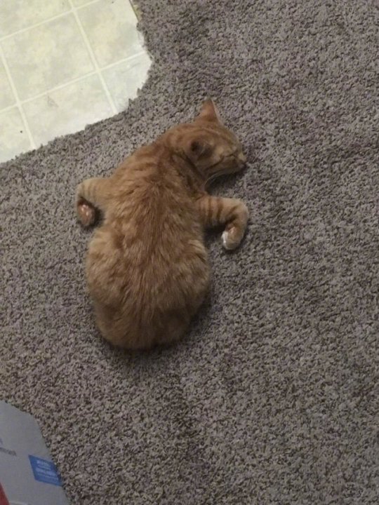 萌宠猫咪图片 猫咪练瑜伽图片