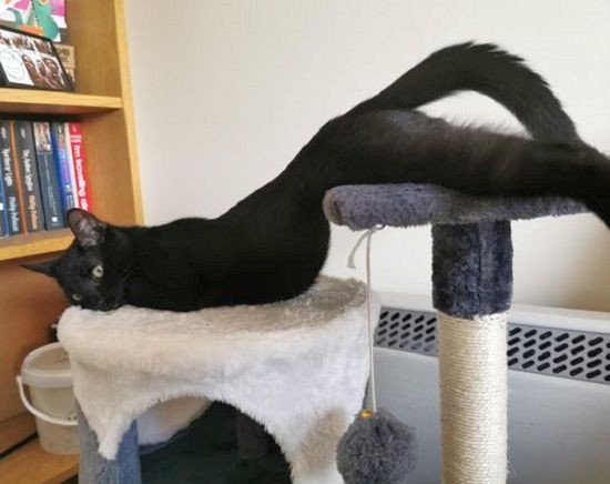 萌宠猫咪图片 猫咪练瑜伽图片