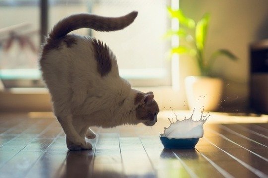 萌宠猫咪图片 猫咪练瑜伽图片