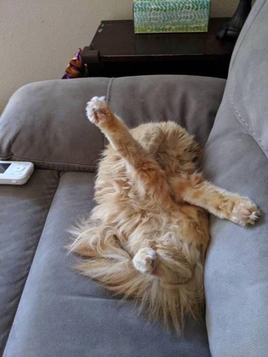 萌宠猫咪图片 猫咪练瑜伽图片