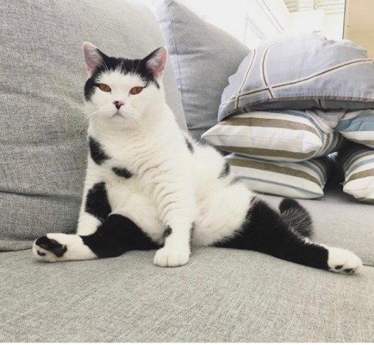 萌宠猫咪图片 猫咪练瑜伽图片