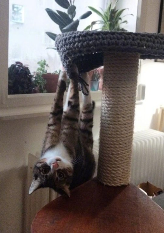 萌宠猫咪图片 猫咪练瑜伽图片