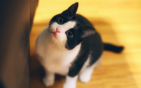 黑猫壁纸图片 傻傻的喵星人图片
