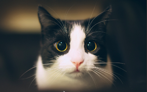 黑猫壁纸图片 傻傻的喵星人图片