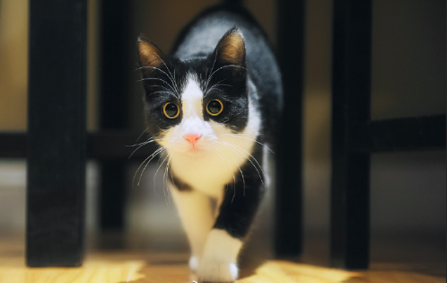 黑猫壁纸图片 傻傻的喵星人图片