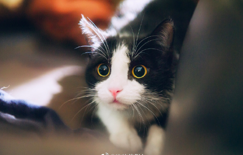 黑猫壁纸图片 傻傻的喵星人图片