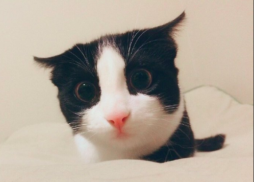 黑猫壁纸图片 傻傻的喵星人图片