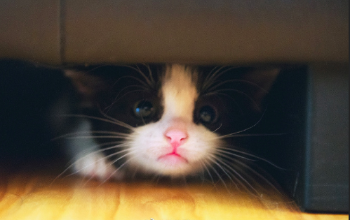 黑猫壁纸图片 傻傻的喵星人图片