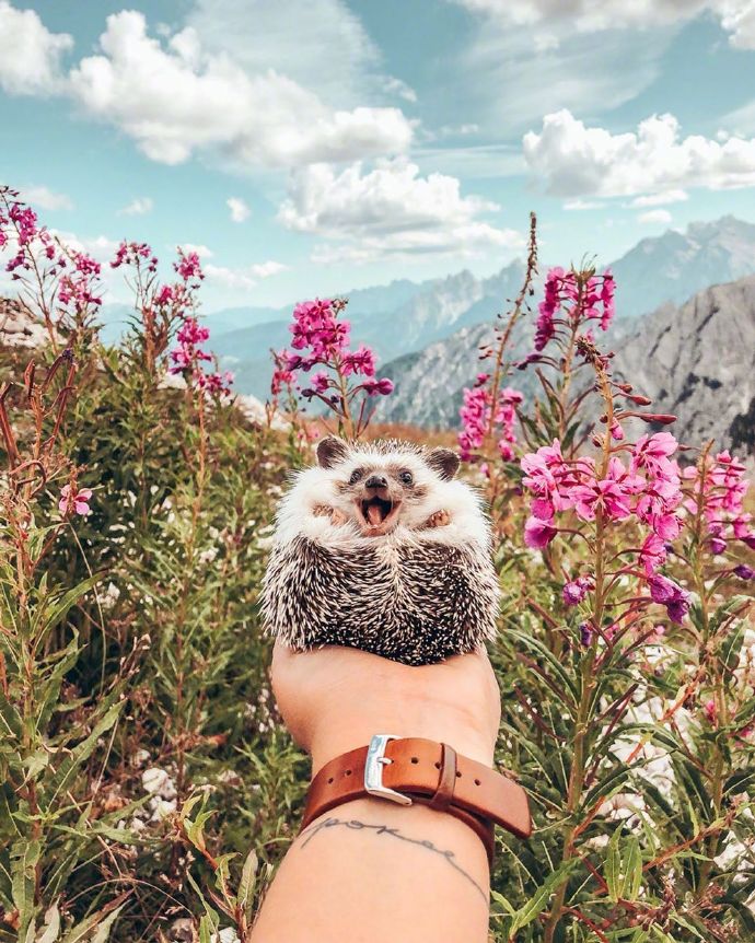非洲迷你刺猬Mr.Pokee旅行图片
