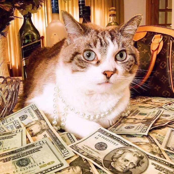 酷酷的招财猫图片 秒赞招财猫发大财