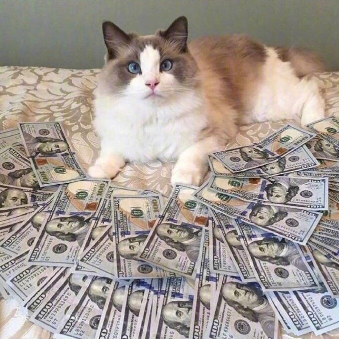 酷酷的招财猫图片 秒赞招财猫发大财