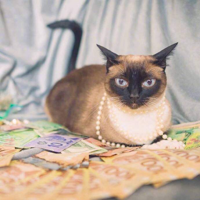 酷酷的招财猫图片 秒赞招财猫发大财