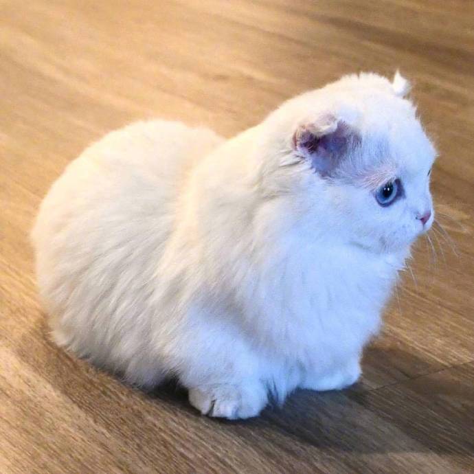 萌宠曼赤肯猫又名短腿猫可爱图片