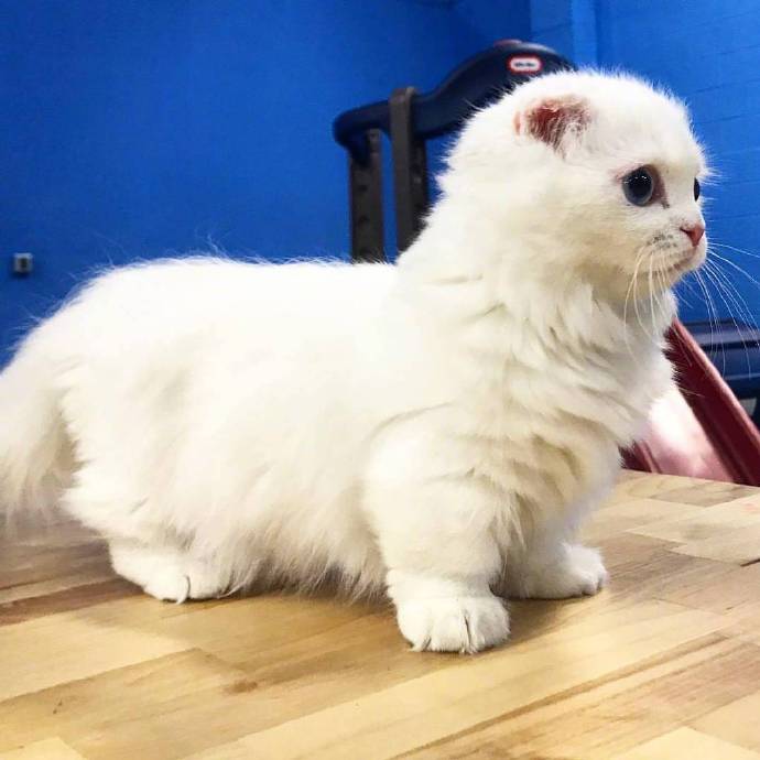 萌宠曼赤肯猫又名短腿猫可爱图片