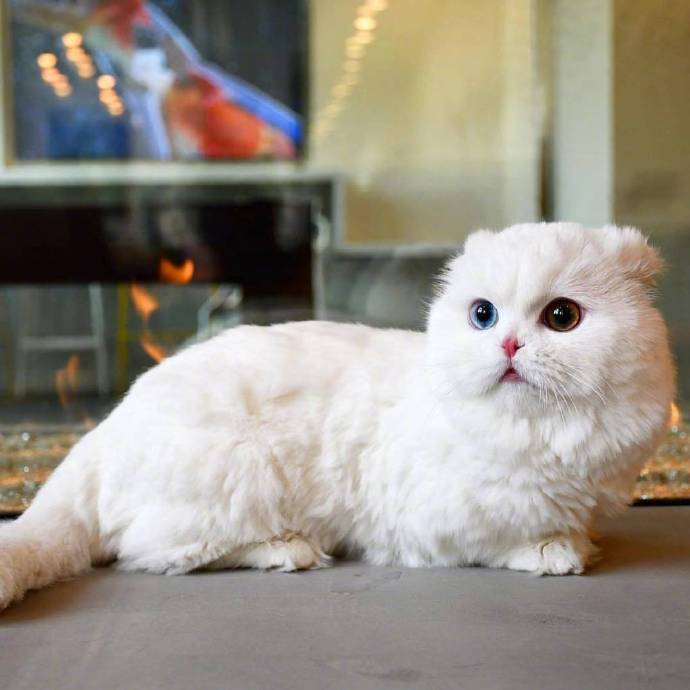 萌宠曼赤肯猫又名短腿猫可爱图片