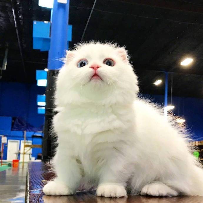 萌宠曼赤肯猫又名短腿猫可爱图片