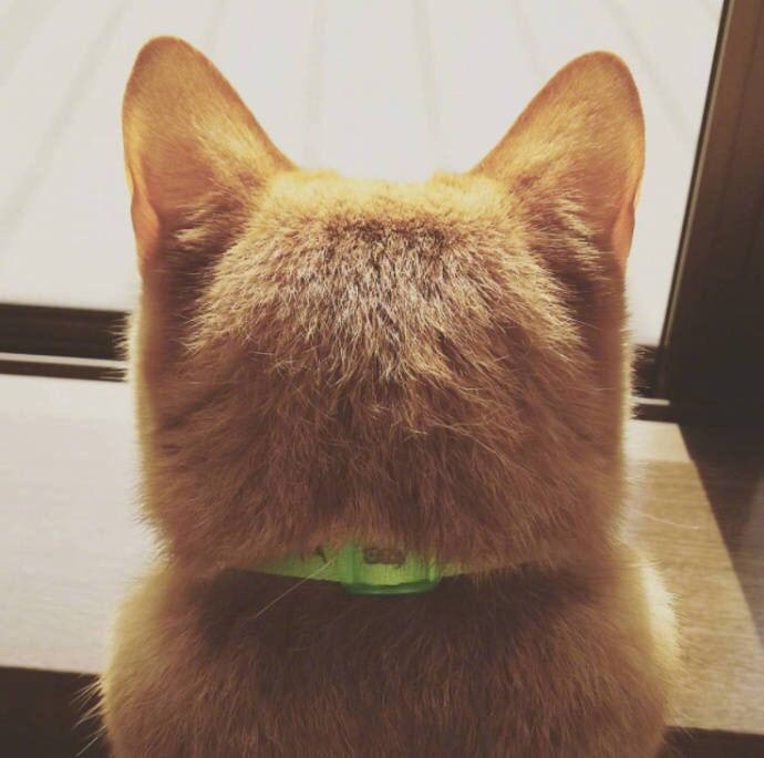 qq可爱猫咪头像图片 传说中萌萌哒的背影杀