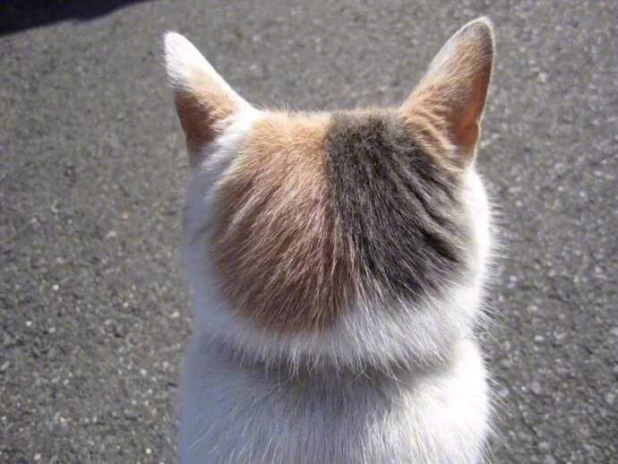 qq可爱猫咪头像图片 传说中萌萌哒的背影杀