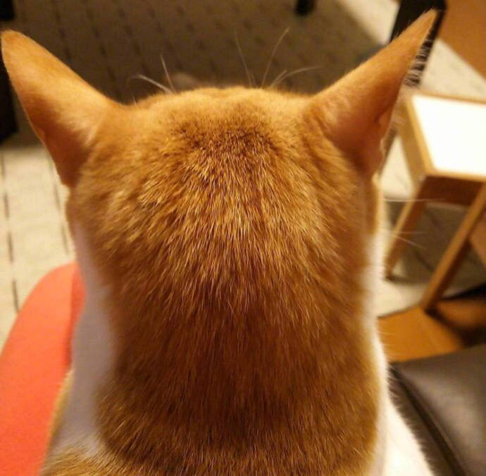 qq可爱猫咪头像图片 传说中萌萌哒的背影杀