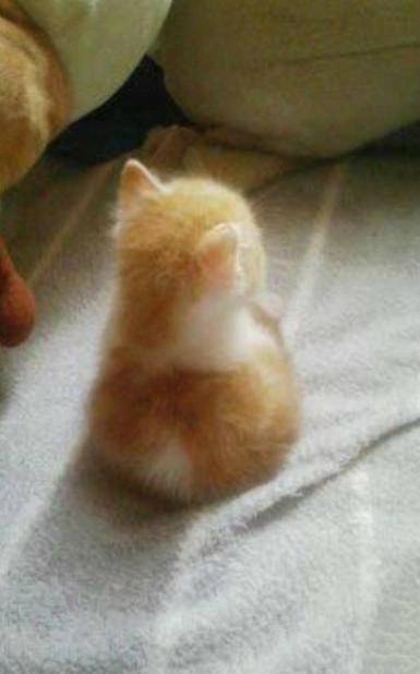 qq可爱猫咪头像图片 传说中萌萌哒的背影杀