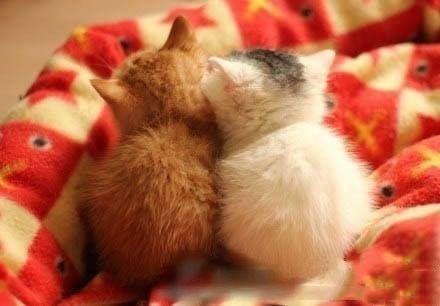 qq可爱猫咪头像图片 传说中萌萌哒的背影杀