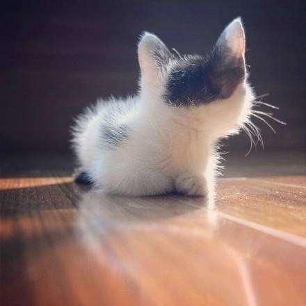 qq可爱猫咪头像图片 传说中萌萌哒的背影杀
