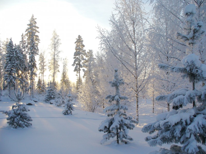 冬天自然风景大雪覆盖的树木图片