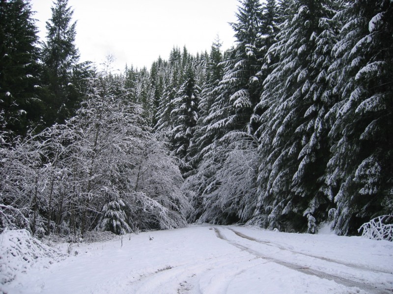 冬天自然风景大雪覆盖的树木图片