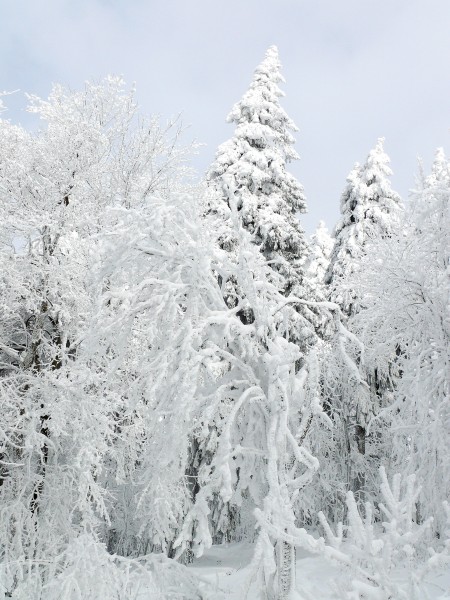 冬天自然风景大雪覆盖的树木图片