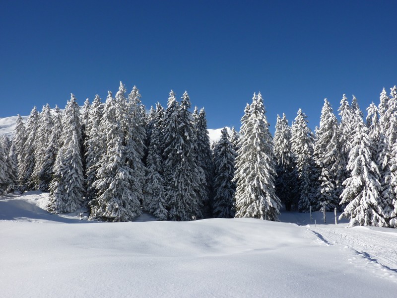 冬天自然风景大雪覆盖的树木图片