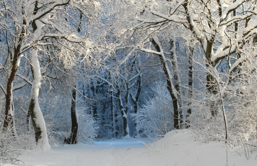 冬天自然风景大雪覆盖的树木图片