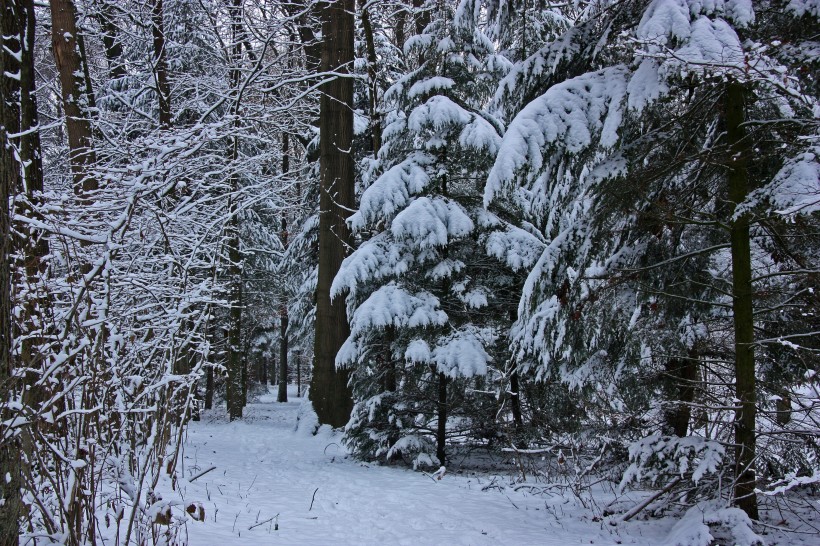 冬天自然风景大雪覆盖的树木图片